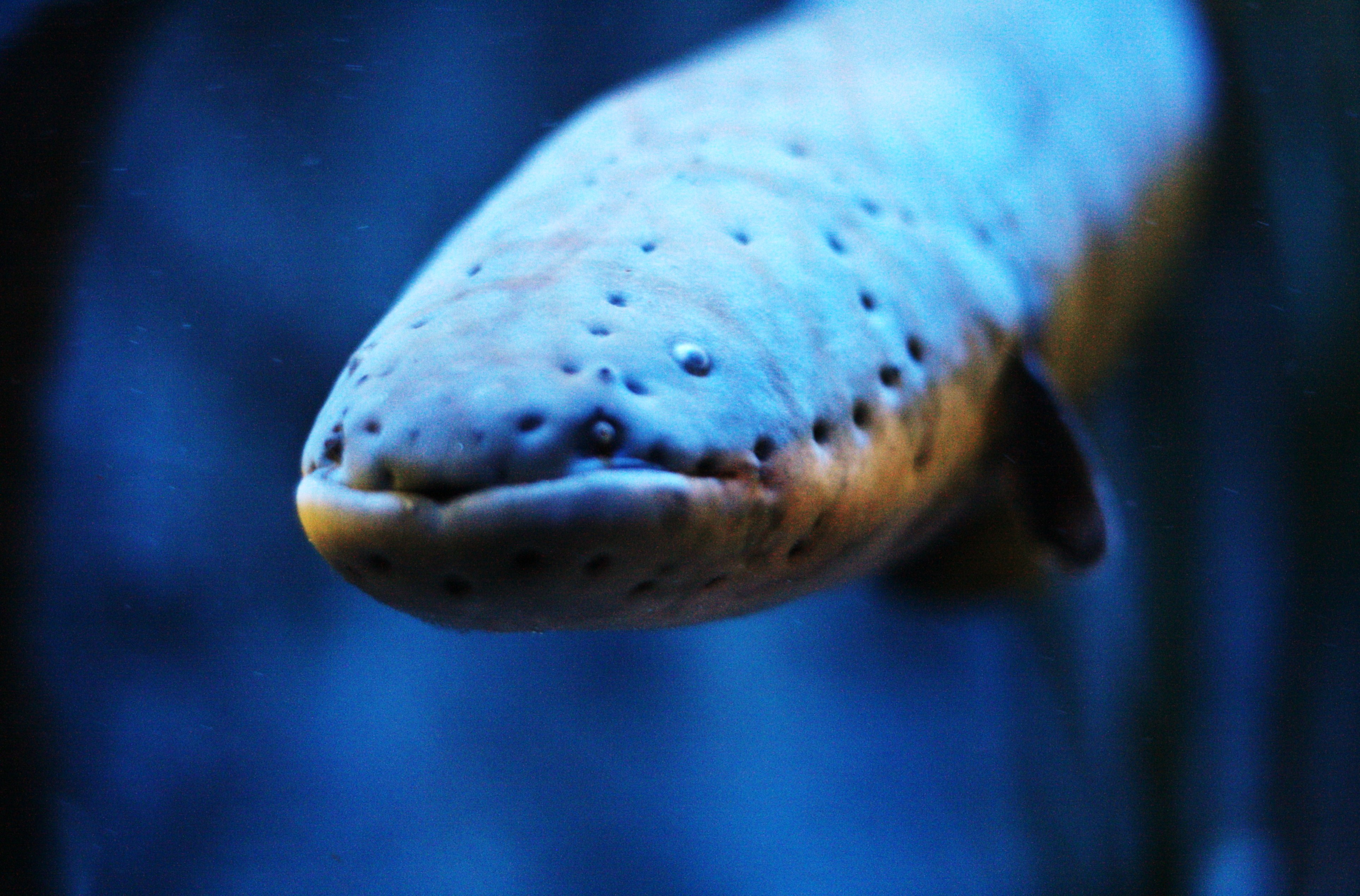 Bolt the electric eel at Bristol Aquarium Bristol Aquarium