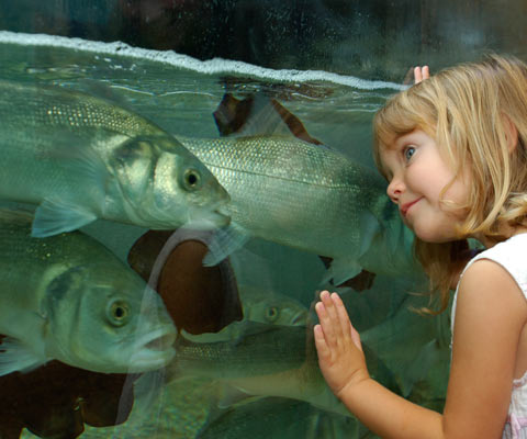 http://www.bristolaquarium.co.uk/wp-content/uploads/amazon2.jpg