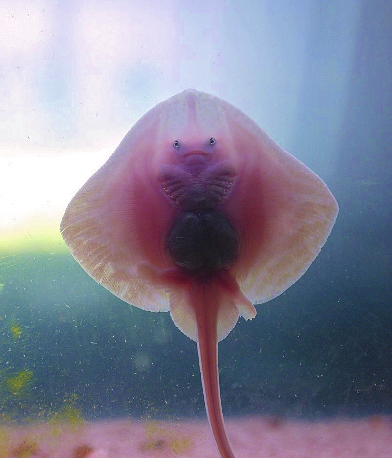 Baby Ray at Bristol Aquarium