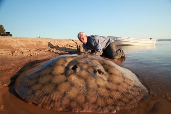 Jeremy Wade with a Short-tailed Stingray_credit Icon Film Studios_low res