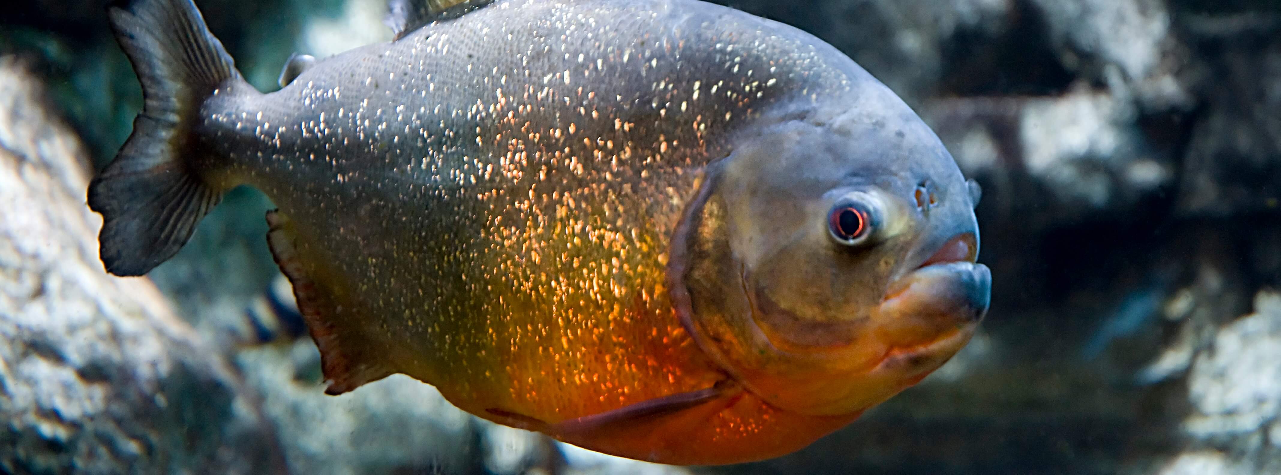 Discover the Amazon's Freshwater Fish Bristol Aquarium