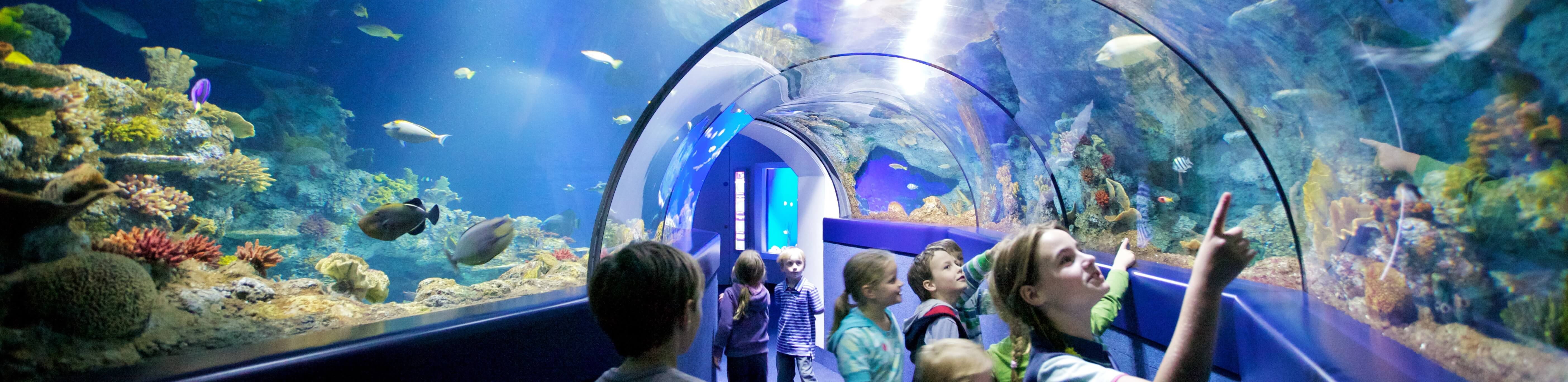 Underwater Tunnel Bristol Aquarium