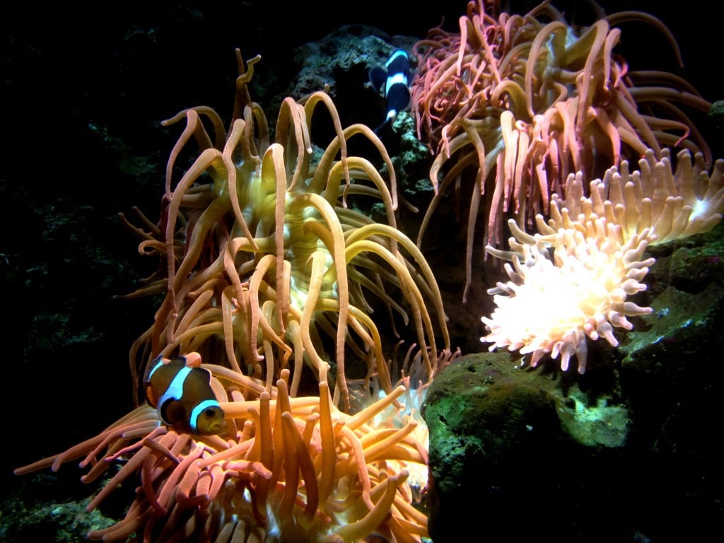 Corals at Bristol Aquarium