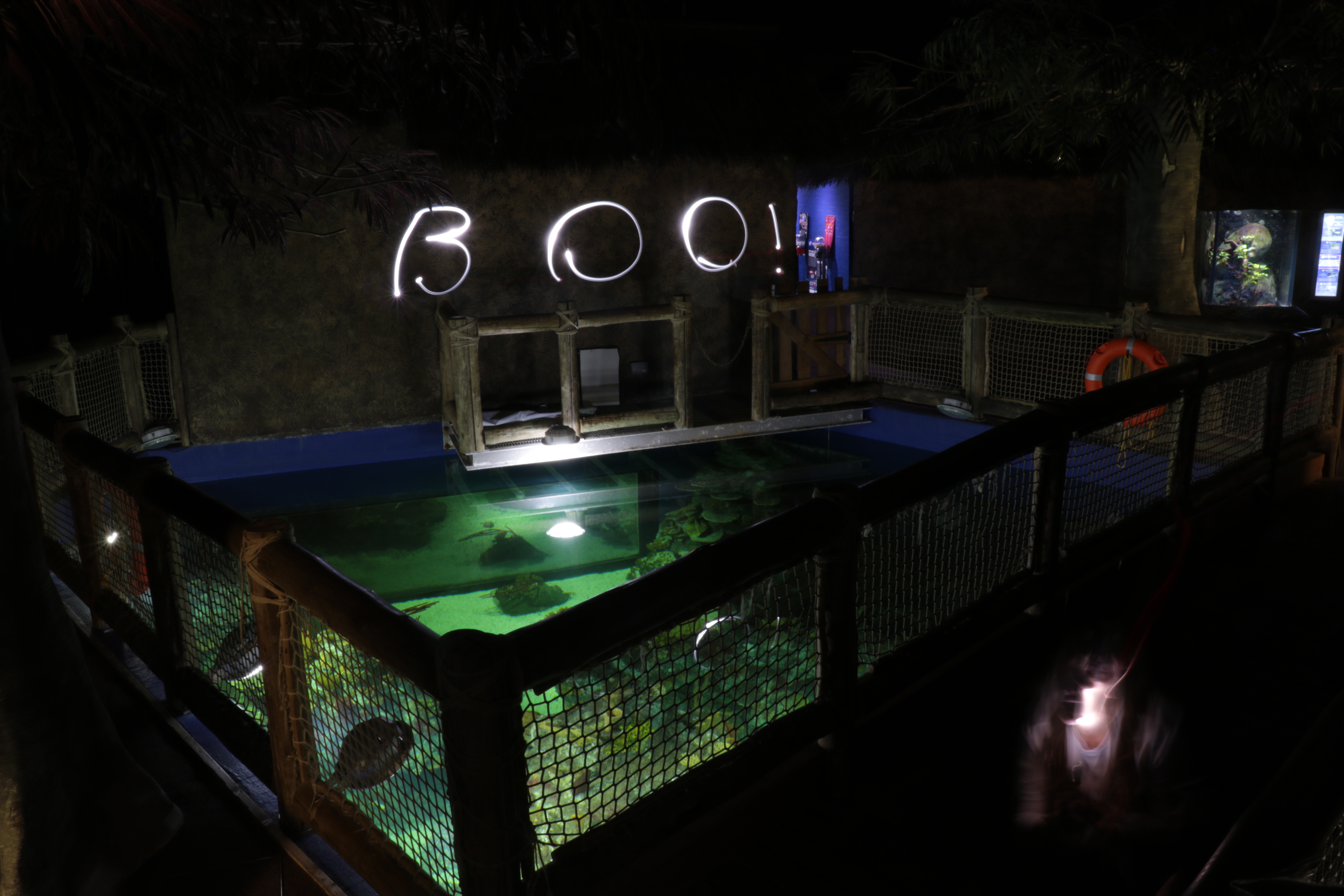 Bristol Aquarium | » IS7A1404 » IS7A1404