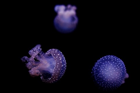 White-Spotted-Jellyfish-PIC-Jake-Graham_WEB