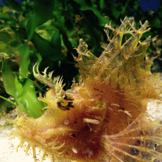 Bristol-Aquarium_Weedy-Scorpionfish_3_SarahMoore