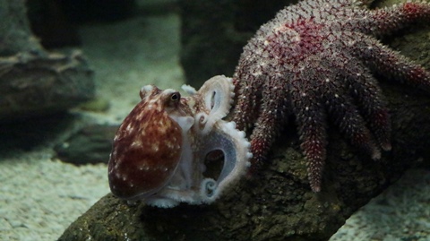 Curled-Octopus-at-Bristol-Aquarium_photo-Jake-Grahamweb