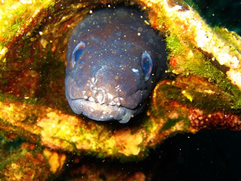 Conger eel_web