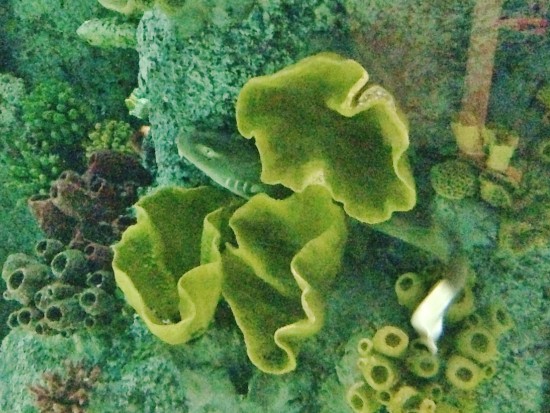 Baby bamboo shark at Bristol Aquarium