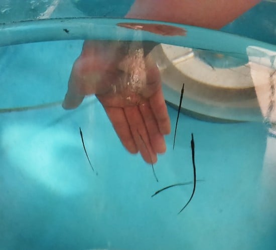 Baby broadnose pipefish at Bristol Aquarium