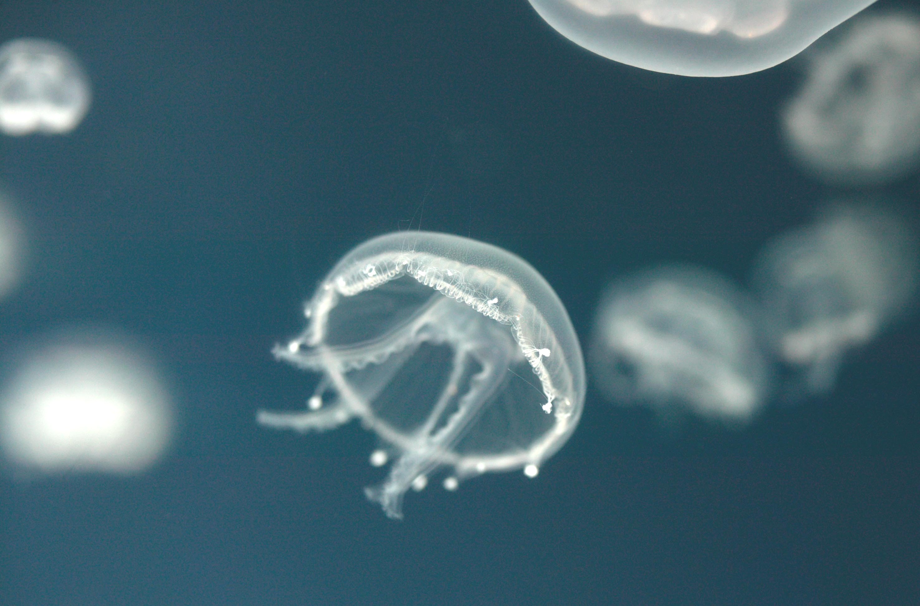 Baby moon jellyfish Bristol Aquarium
