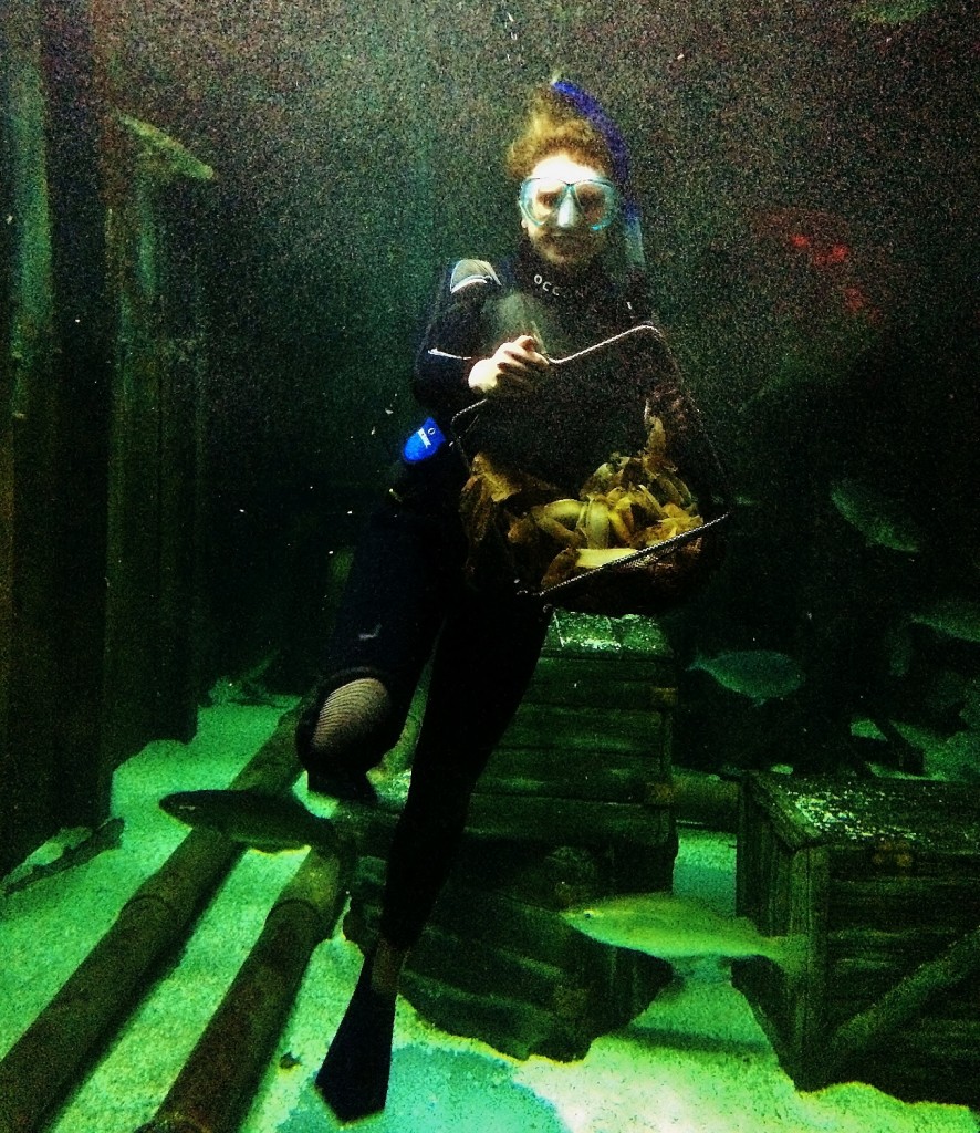 Bristol Aquarium's Liv Orchart collecting shark eggs in a basket from inside the ocean display (1298x1500)