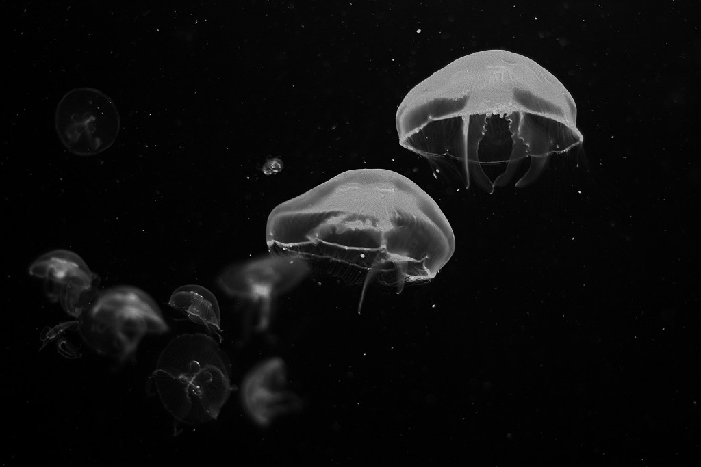 Group of moon jellyfish at Bristol Aquarium PIC Jake Graham