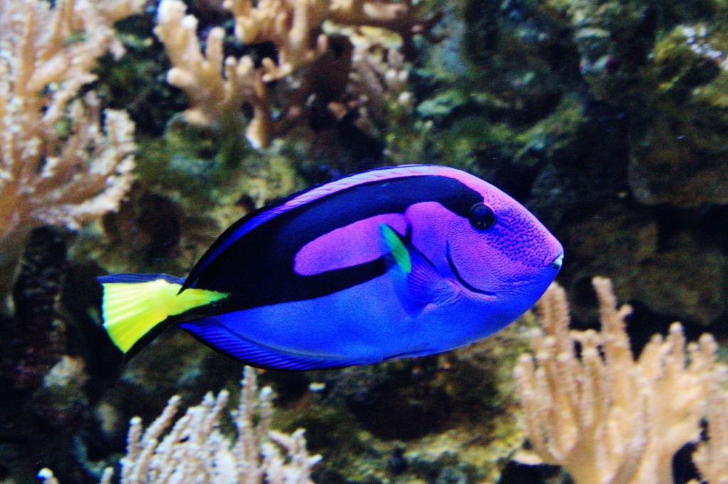 Regal tang