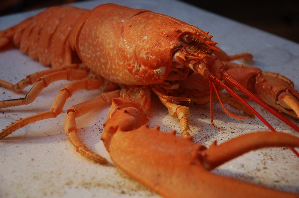 Satsuma the lobster's moult at Bristol Aquarium