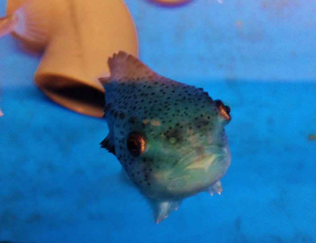 Lumpsucker at Bristol Aquarium