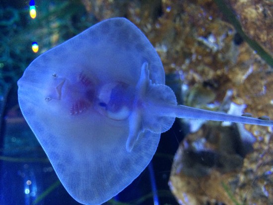 Baby thornback ray smiling at Bristol Aquarium