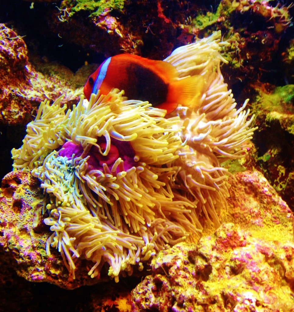 Magnificent anemone