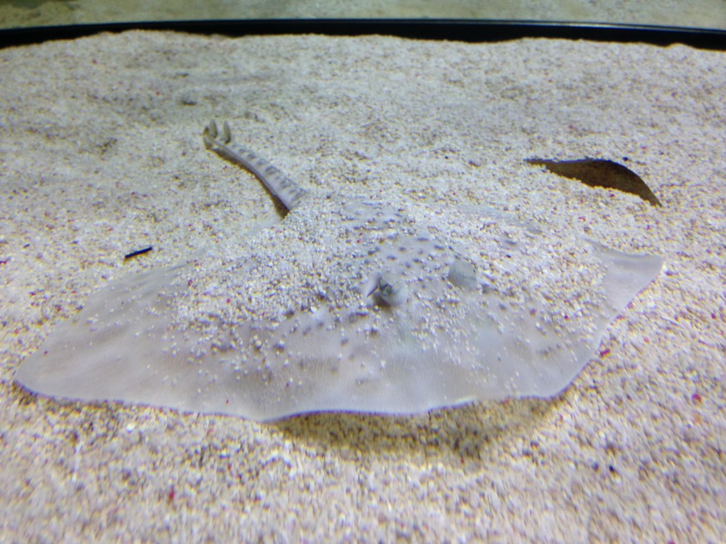 Thornback ray one