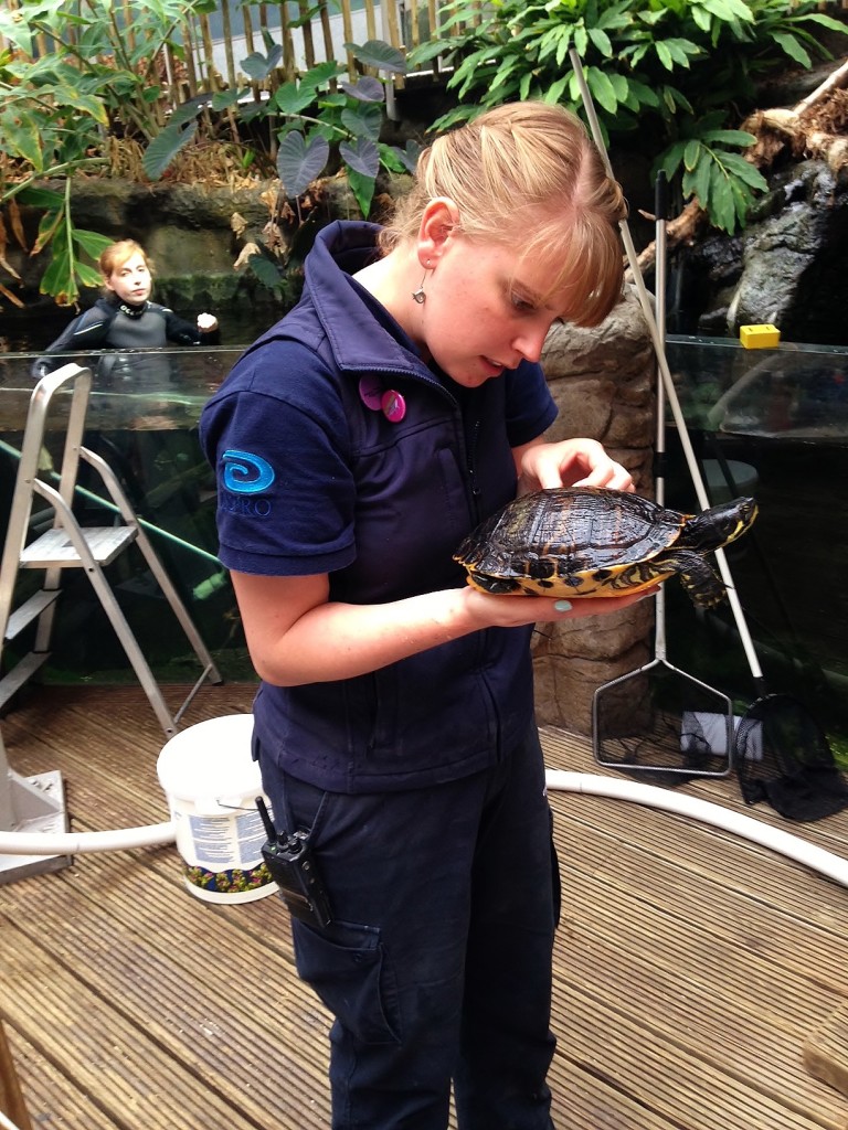 Bristol Aquarium's Olivia Orchart identifying one of the freshwater turtles