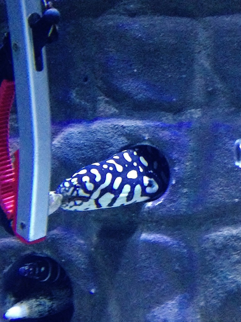Skeletor eel being fed at Bristol Aquarium