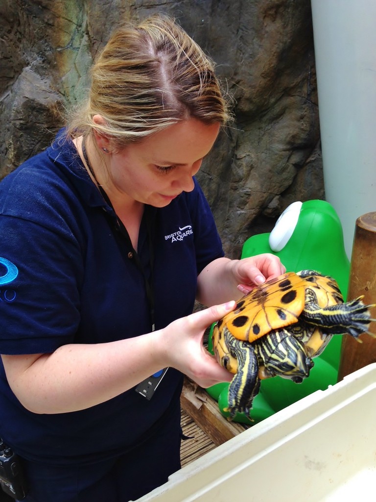 Verity Tounsend turtle tagging at Bristol Aquarium