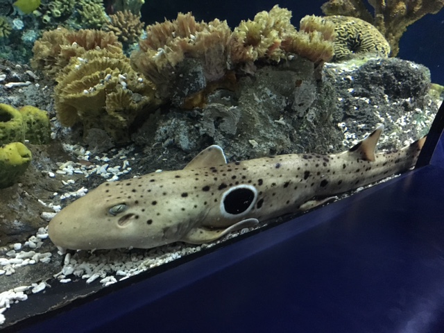 Bristol Aquarium's new epaulette shark
