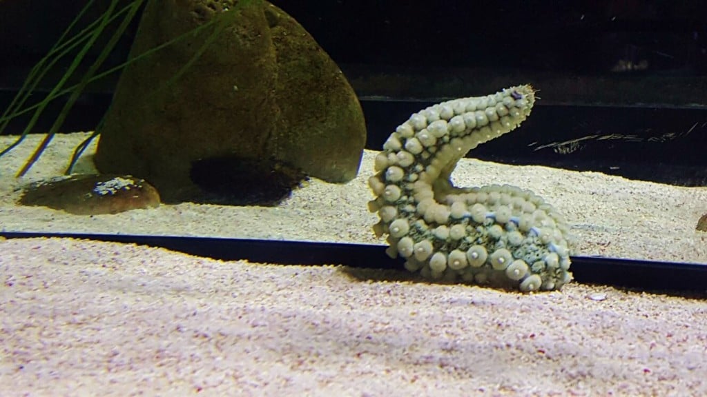 The severed starfish leg at Bristol Aquarium