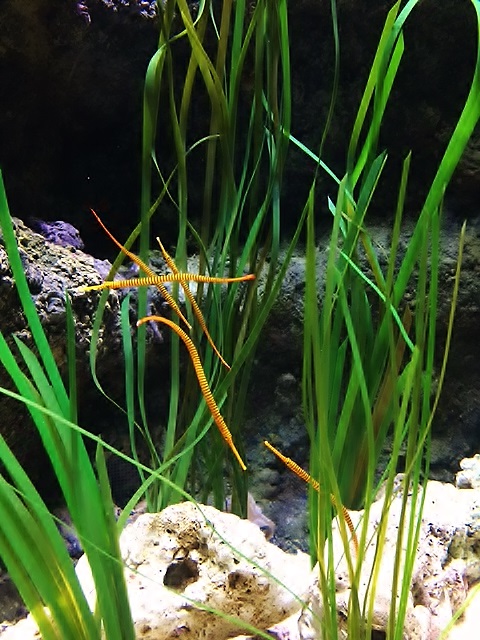 Candy cane pipefish at Bristol Aquarium