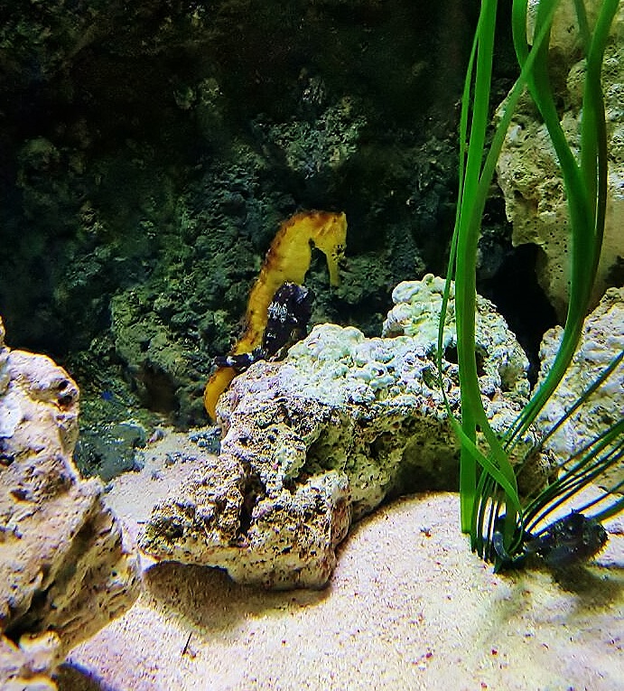 Lined Seahorses at Bristol Aquarium