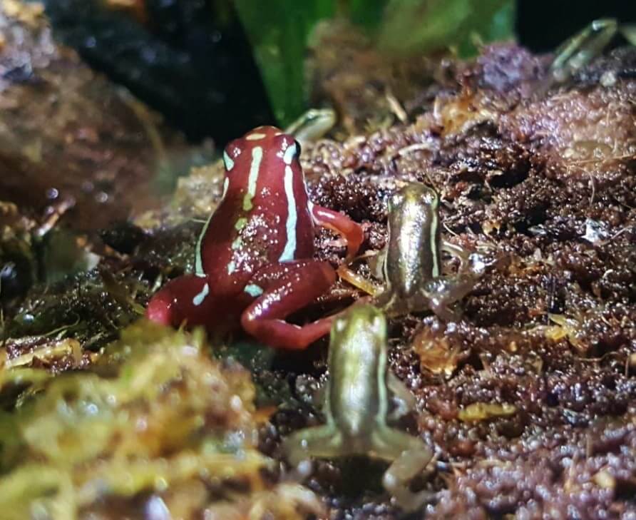 Baby phantasmal frogs with an adult at Bristol Aquarium