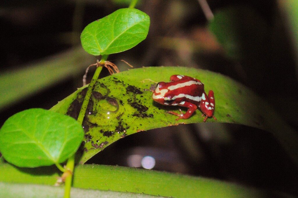 Phantasmal frog with tadpoles