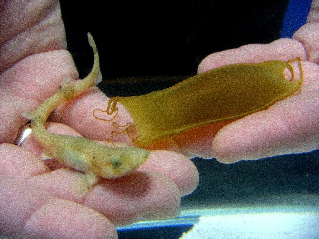 Baby catshark and egg case