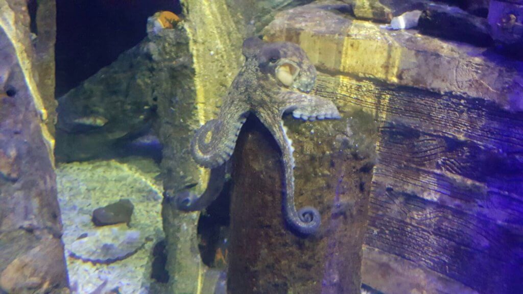 Common Octopus at Bristol Aquarium