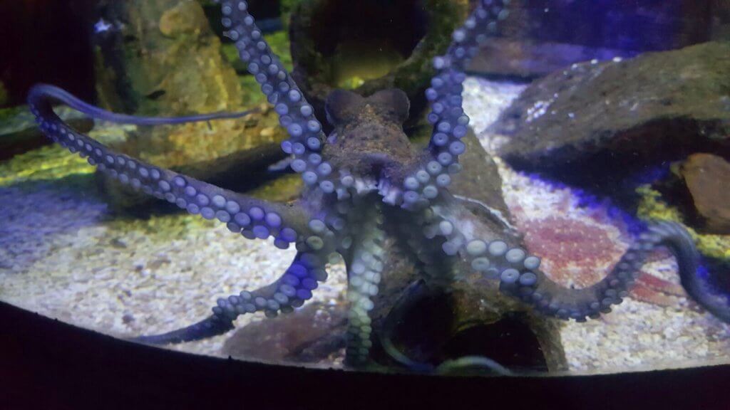 Common Octopus at Bristol Aquarium
