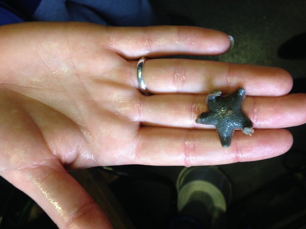 Starfish at Bristol Aquarium
