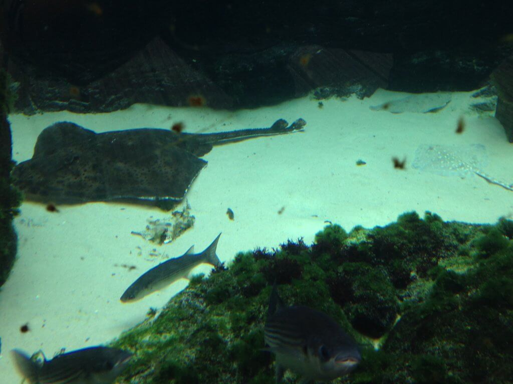 Fully Grown & Juvenile Ray in Bay of Rays Display at Bristol Aquarium