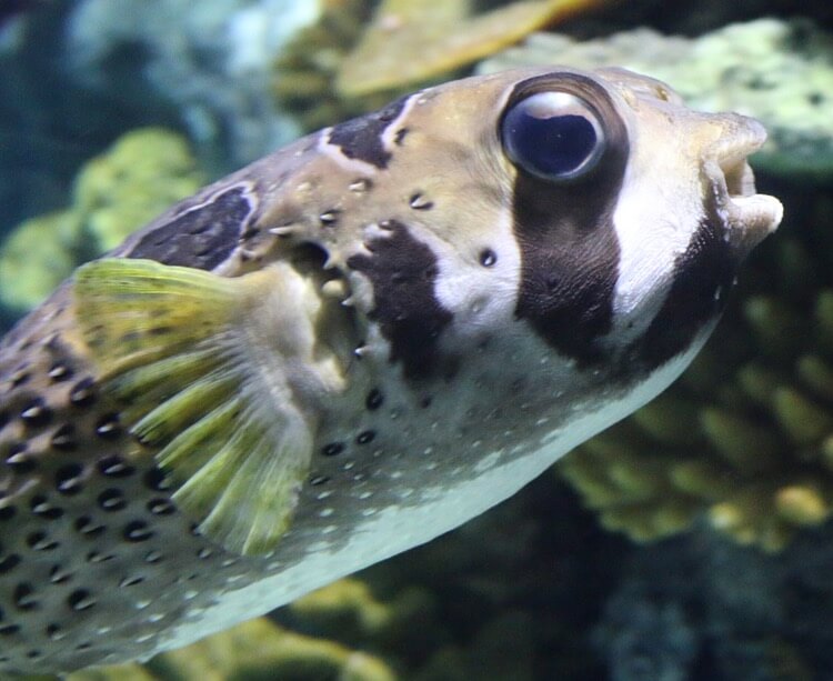 Puffer fish