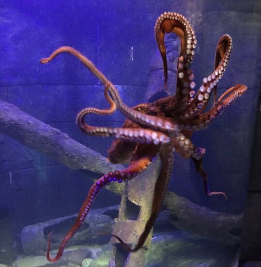 Giant Pacific Octopus at Bristol Aquarium
