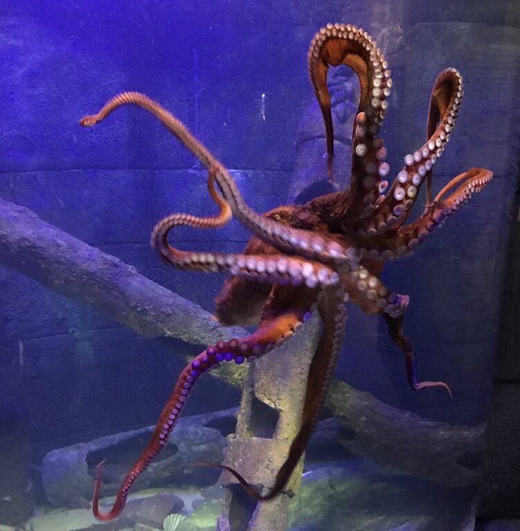 Giant Pacific Octopus at Bristol Aquarium