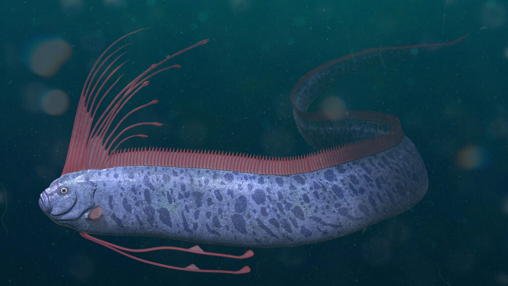 rare marine creature, swimming in the ocean