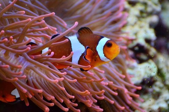 Explore the Ocean: What Lives in a Coral Reef? - Bristol Aquarium