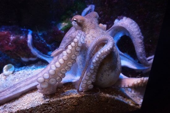 The 5 Most Incredible Things an Octopus Can Do - Bristol Aquarium