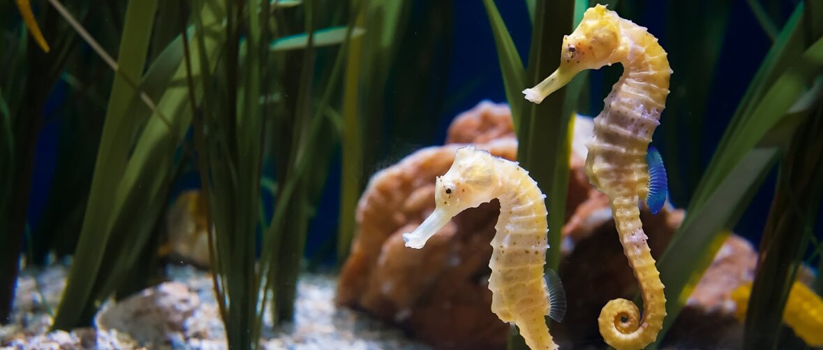 Bristol Aquarium Discover the Wonders of the Deep