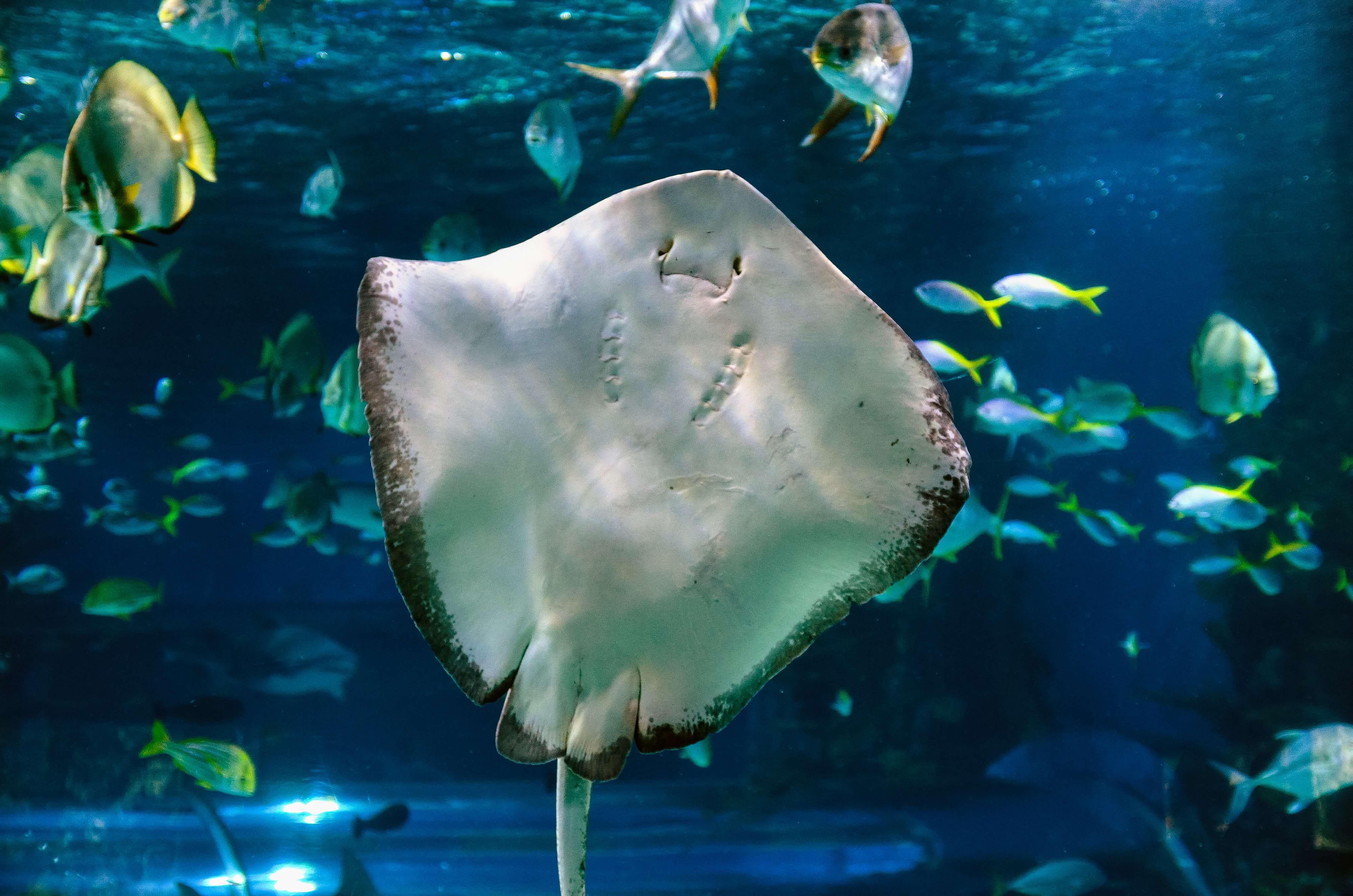 These Happy Sea Creatures Will Make You Smile - Bristol Aquarium