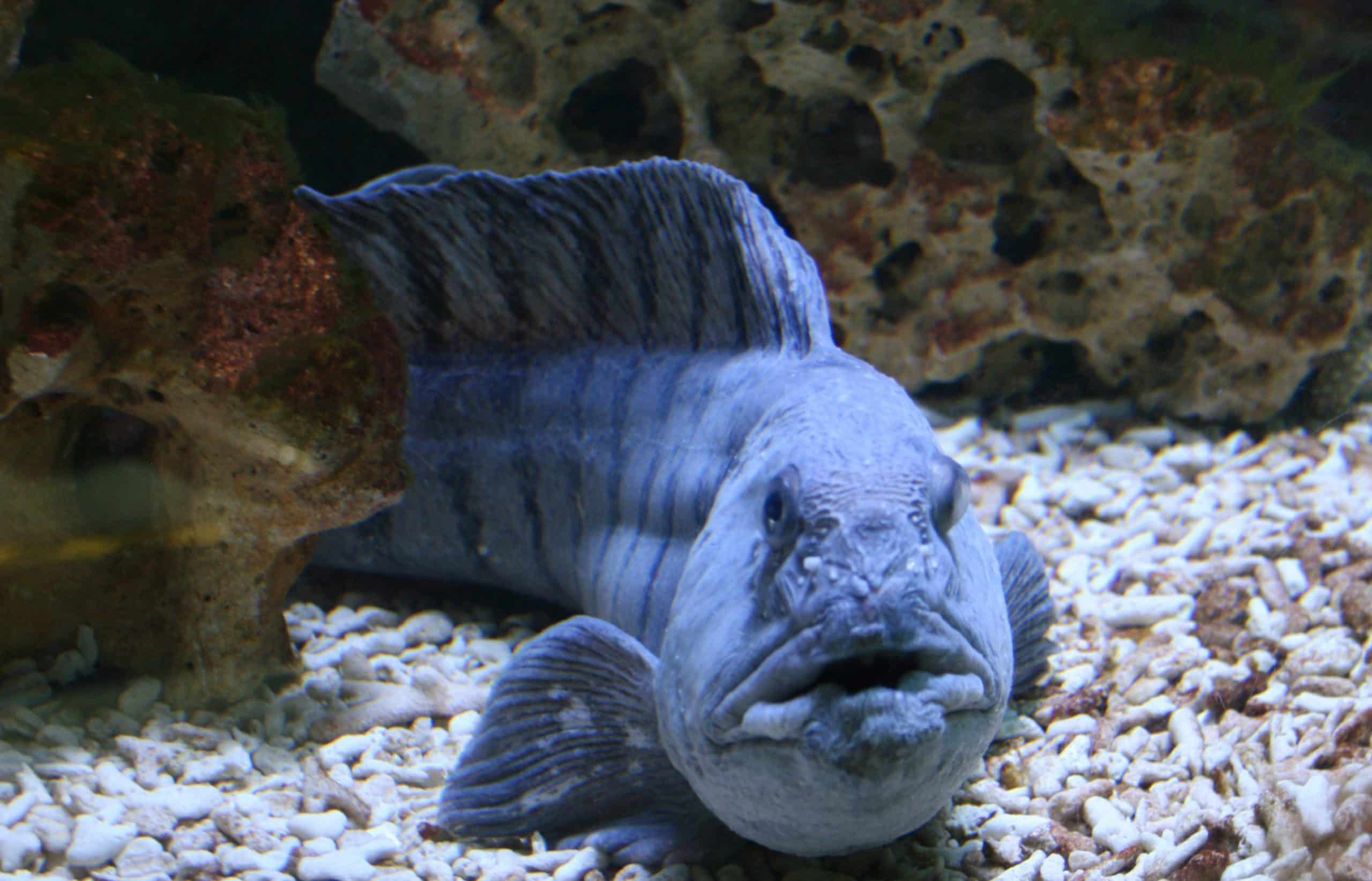 TYN-wolffish-scaled