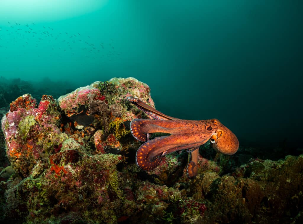 Giant pacific octopus swimming with reef in backdrop