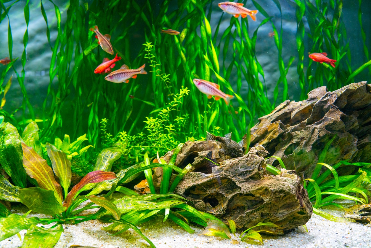 Aquarium fish and algae in a freshwater aquarium. Underwater world.