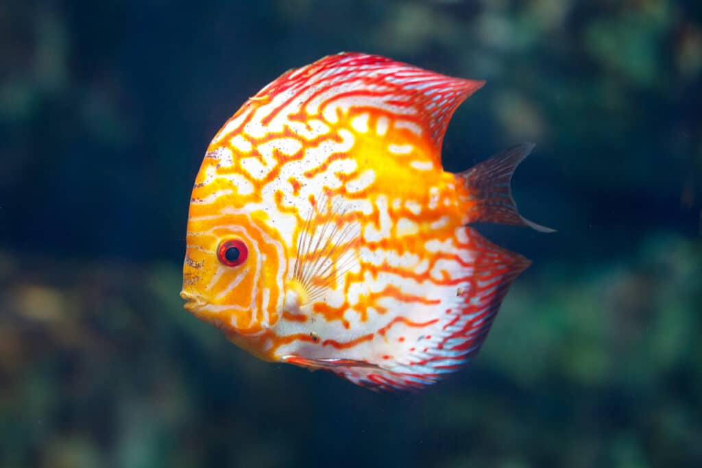 Vibrant orange discus fish swims gracefully in clear water. Its body displays bold white patterns against warm hues.