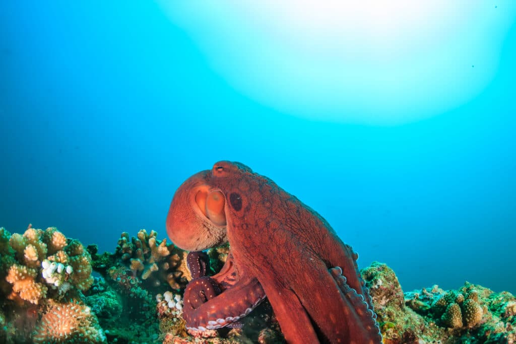 Giant pacific octopus with bright blue sea background